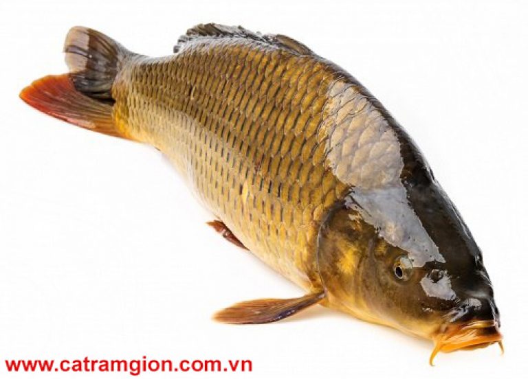 Cá trắm giòn ăn gì Cá trắm giòn ăn gì