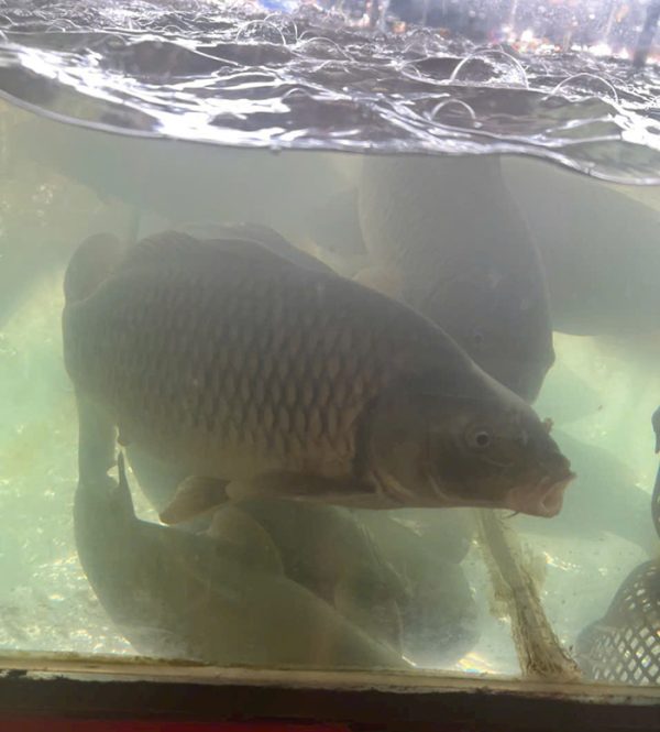 Cá chép giòn (1,5 - 1,4kg/con)