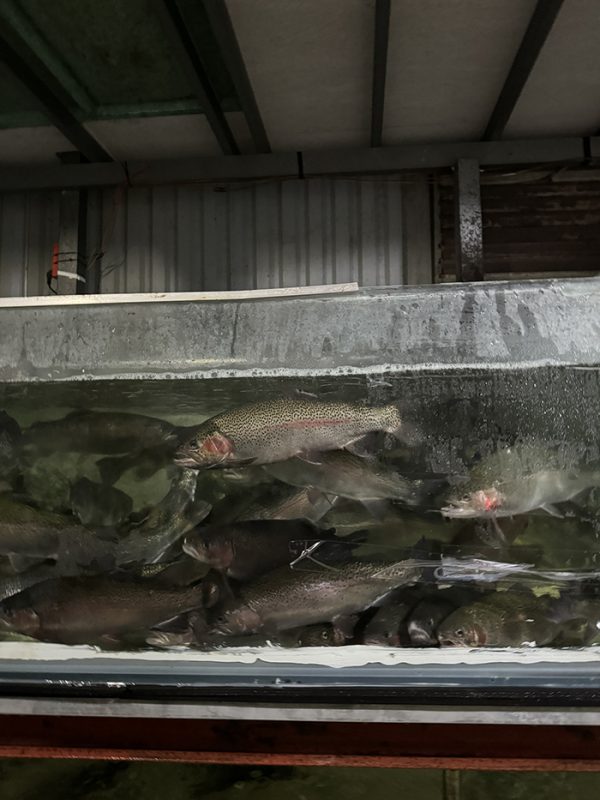 Cá hồi Sapa (900g - 1,5kg)