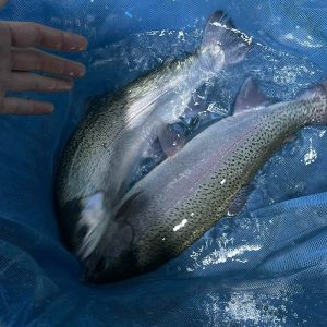Cá hồi Sapa (900g - 1,5kg)