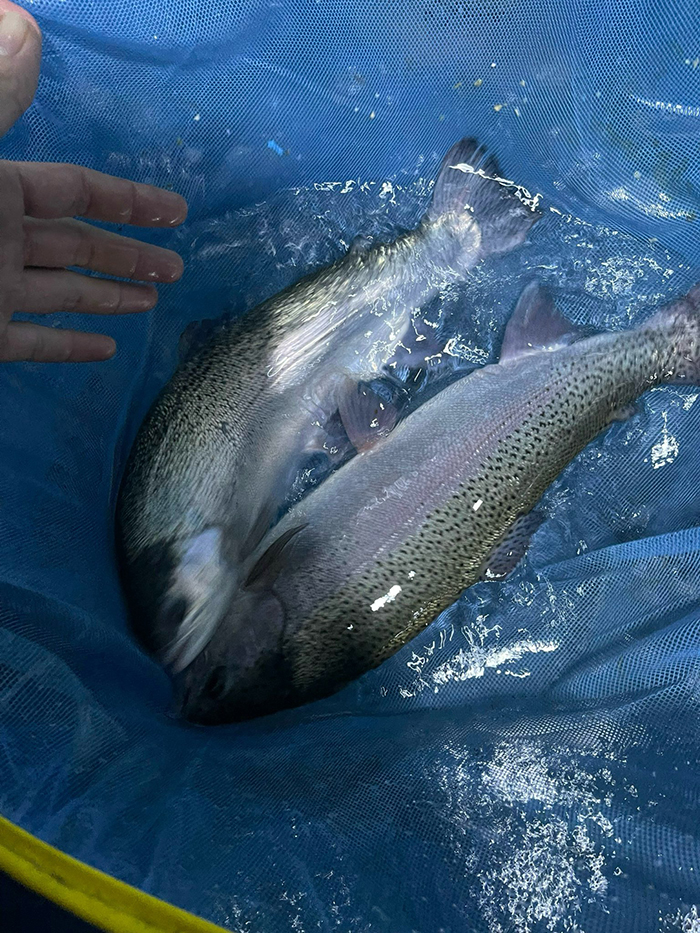 Cá hồi Sapa (900g - 1,5kg) Cá hồi Sapa (900g - 1,5kg)