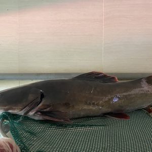 Cá lăng đuôi đỏ (1,5 - 2kg/con)
