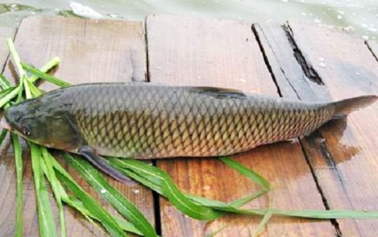 cá trắm giòn Hải Yến cá trắm giòn Hải Yến